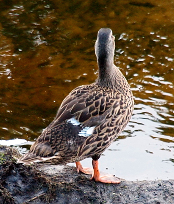 [Back view of a female mallard standing on the dirt at the water's edge. All of her flight feathers are gone, but the bluish stems of new feathers are visible in two places.]